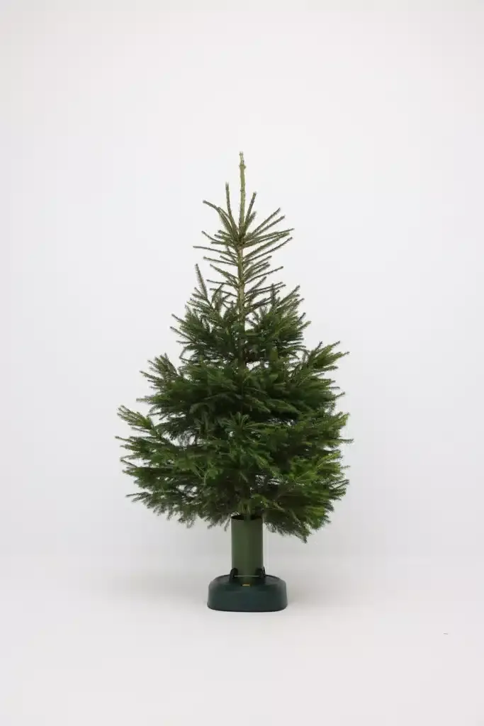 Det levende juletræ